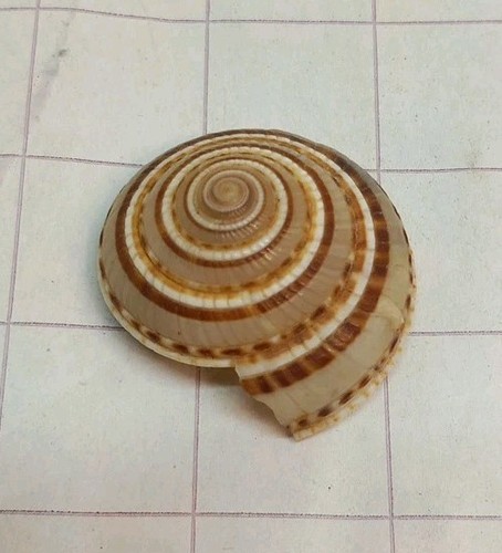 30mm atlantic sundial seashell - atlantic,