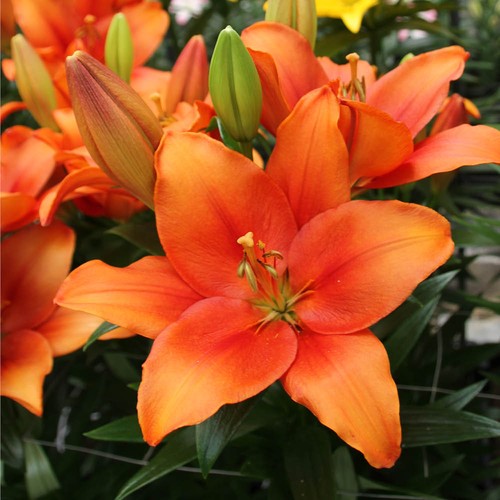 Lily amber waves size - size, x