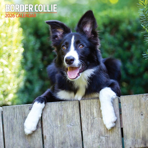 Border collie 2026 - 2026, traditional