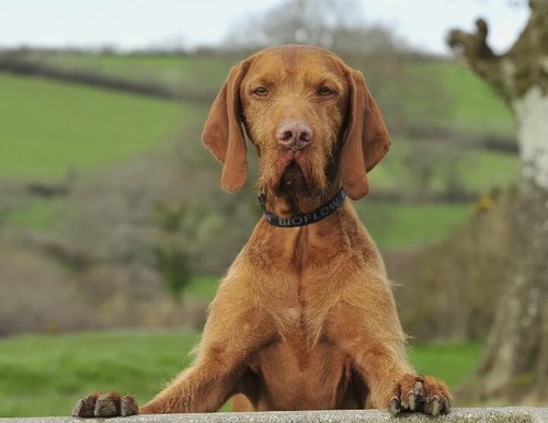 Bioflow magnetic dog collar - dog,
