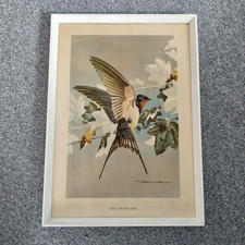 Vintage Picture Wall Art Bird Print On Board Swallow by Basil Ede 1969 VGC