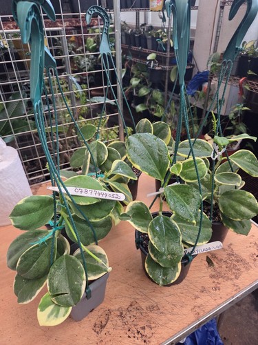 Hoya pachyclada variegated - ,