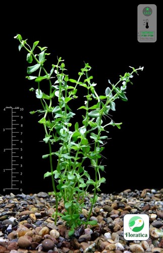 Bacopa caroliniana live - 14,