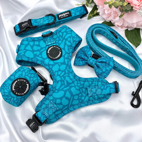 Cute teal dog - dog, harness