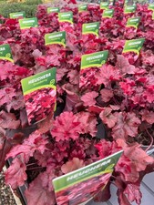 Heuchera cranberry 2lt