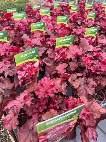Heuchera cranberry 2lt