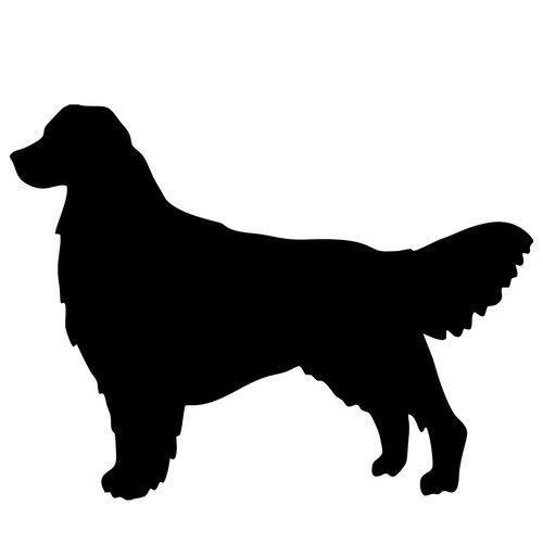 Golden retriever dog - dog, car