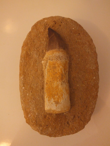 Fossil mosasaur tooth - fossil,