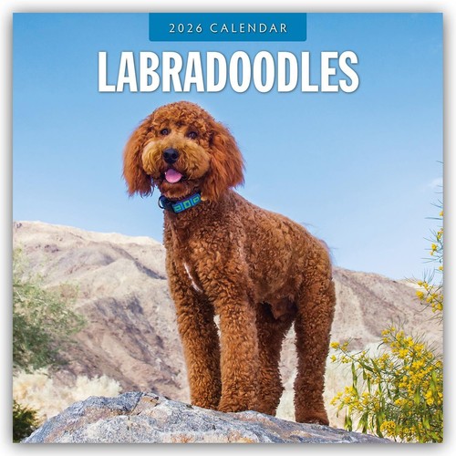 Labradoodles 2026 square - labradoodles,