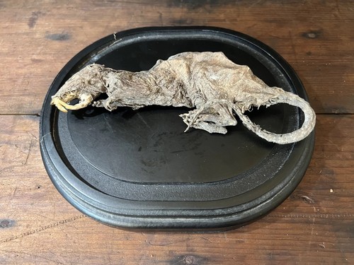 Naturally mummified rat with - rat,