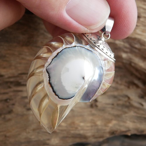 Large clear nautilus shell - large,