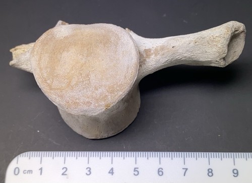 9cm cetacean vertebra from the - vertebra,