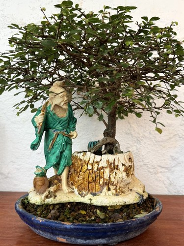Bonsai tree chinese elm forest - bonsai,
