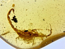 A101 BU2136 Rare Scorpion in