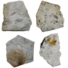 4 Fossil Insect Jehol Biota 4