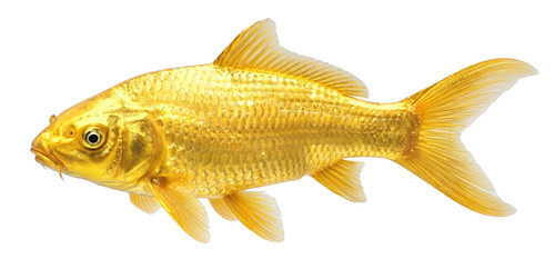 Yamabuki ogon koi carp - koi, fish