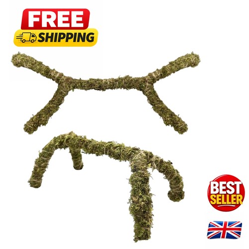 Natural moss vine for - natural,