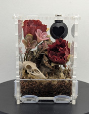 Jumping Spider Complete Full Spider Set Up Enclosure Front Opening Slings Decor