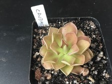 Pinguicula Caudata