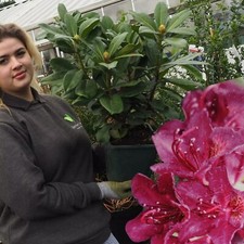 Rhododendron Purple 4.5 Litre Pot Garden Plant Shrub Deep Purple