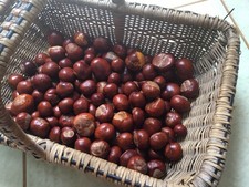 50 CONKERS HORSE CHESTNUTS