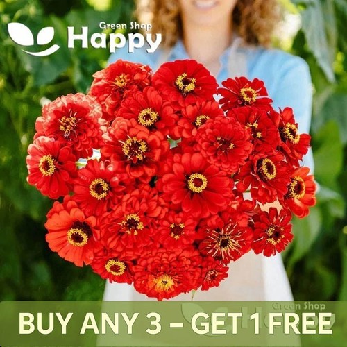 Zinnia dahliaflowered red - zinnia,