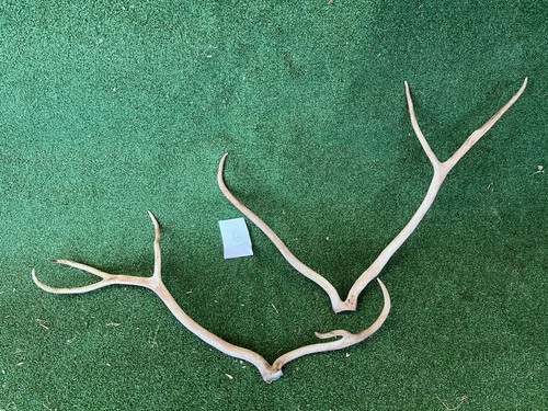 Naturally shed reindeer - naturally,
