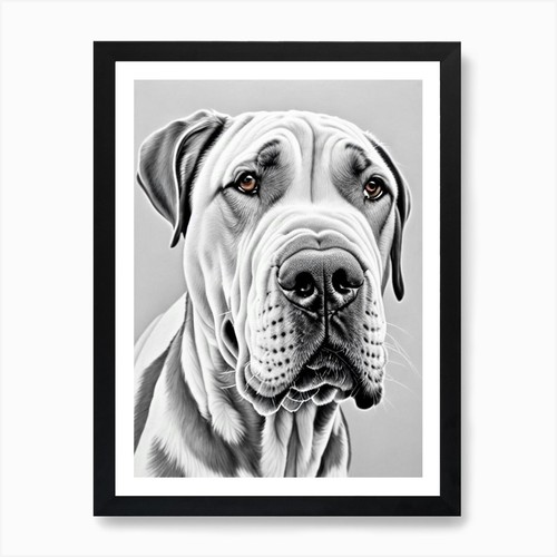 Neapolitan mastiff pencil - neapolitan, b&w