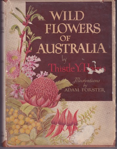 Wild flowers australia - flowers, of