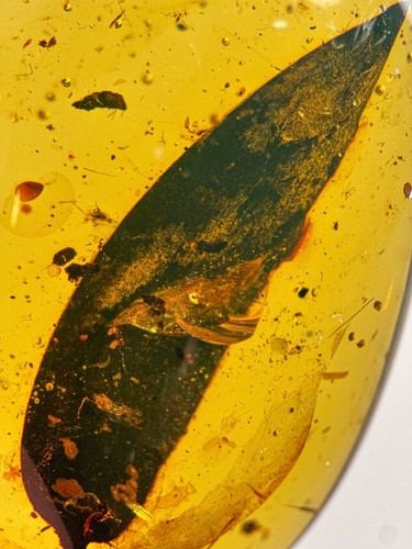 Stunning leaf inclusion - inclusion, in