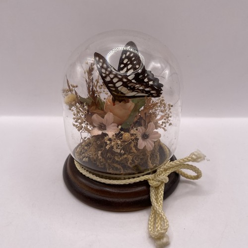 Vintage taxidermy butterfly - vintage,