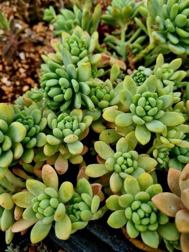 Sedum clavatum stem cutting - stem,