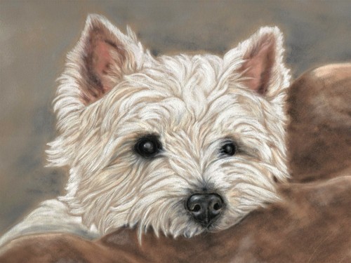 West highland terrier - west,