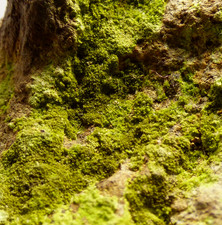Pyromorphite White Rake
