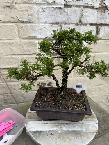 Juniper bonsai about years - juniper,