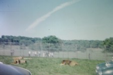 LONGLEAT HOUSE, LIONS