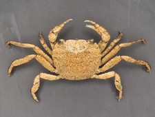 Rice Crab Taxidermy -