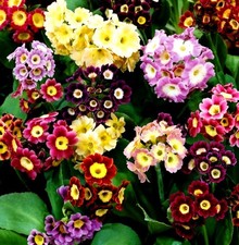4 x Plug Plants primula