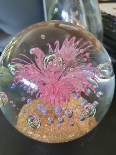 Sea urchin glass - sea,