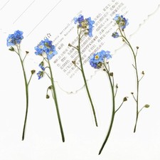 12 Pcs Blue Forget Me Not With