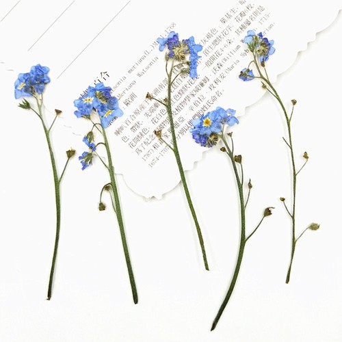 Pcs blue forget not with - 12,