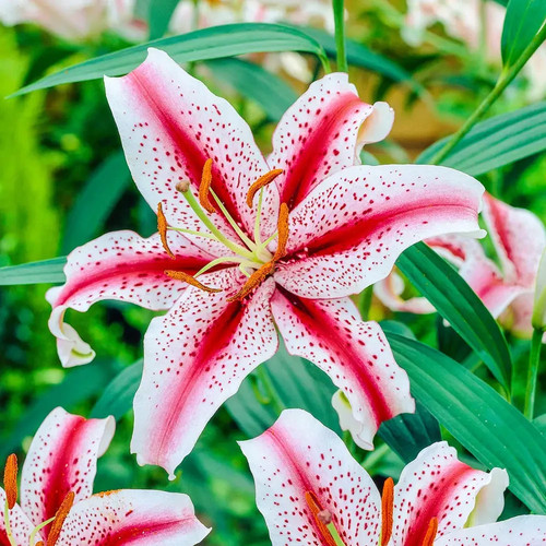 Giant lily dizzy red - giant,