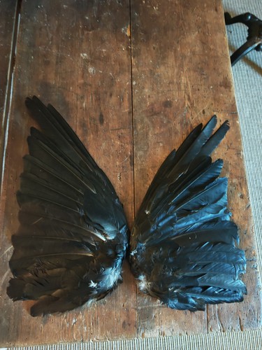 Crow wings dried open - crow, in