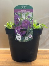 Verbena Dazzling Night 2L