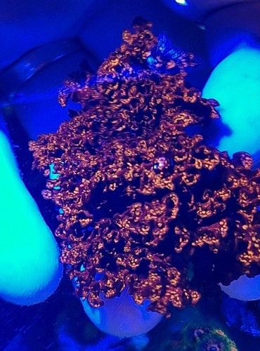 Marine macro algae - ,, true