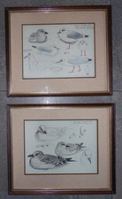 C F Tunnicliffe Gulls Anglesey