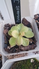 Pinguicula Moranensis J  Carnivorous Plant Rare