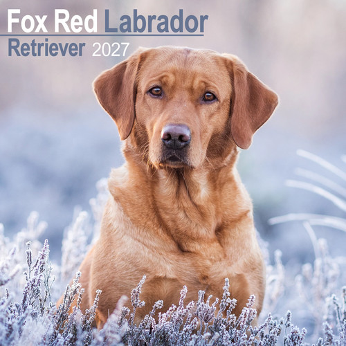 Labrador retriever - retriever, (fox
