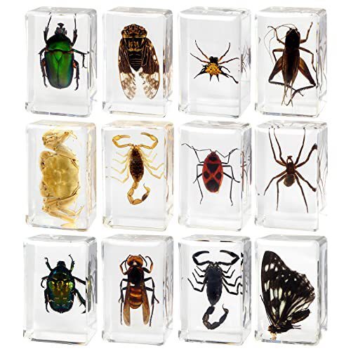 Pcs insect resin - in,