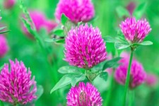 Red Clover Seed - 2 Pounds -